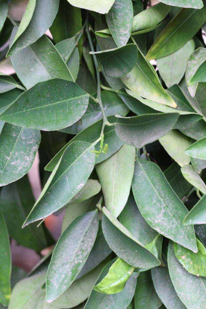              Sun leaves (Riverside, CA)       